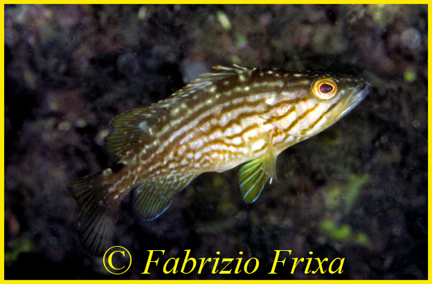 Mycteroperca rubra